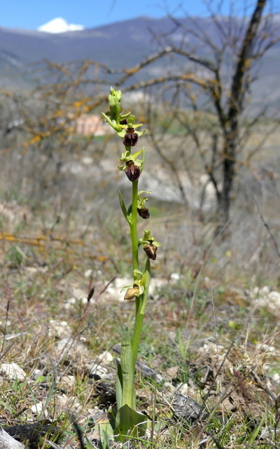 Ophrys precoci nellAbruzzo sud orientale 2022